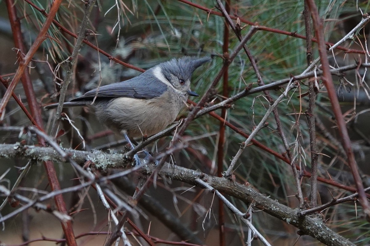 Gray-crested Tit - ML622039224