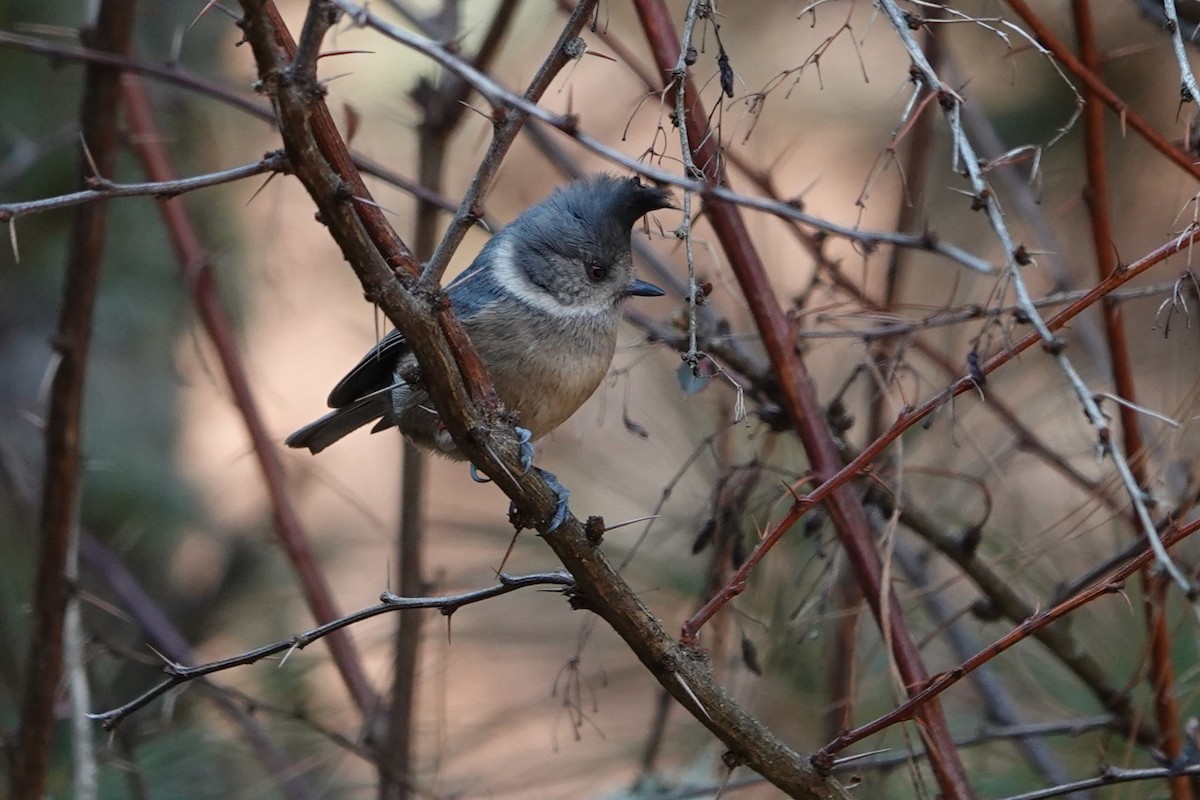 Gray-crested Tit - ML622039225