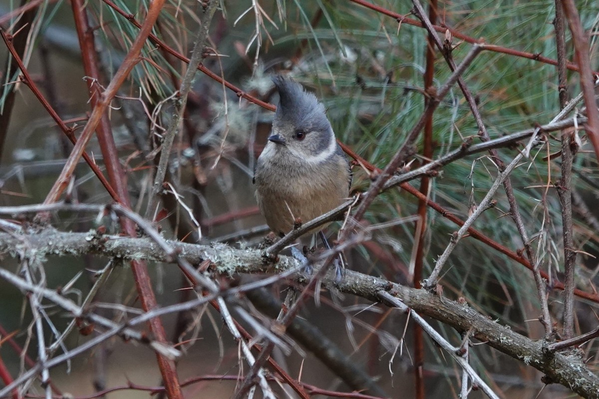 Gray-crested Tit - ML622039231