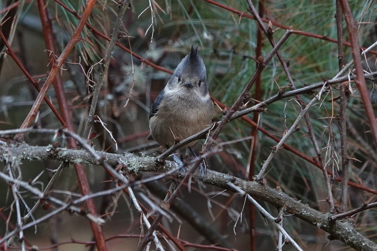 Gray-crested Tit - ML622039234