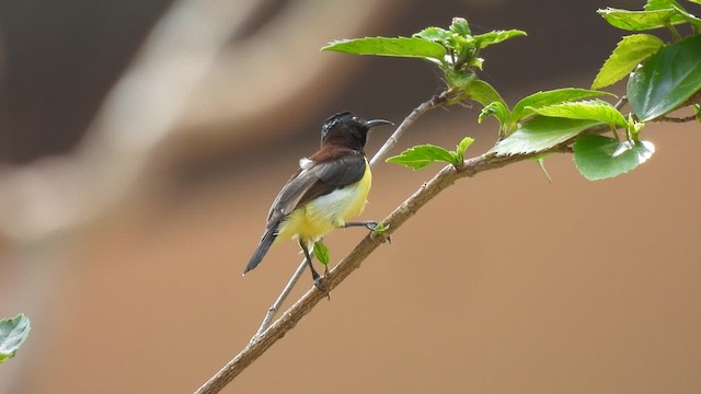 Purple-rumped Sunbird - ML622039239