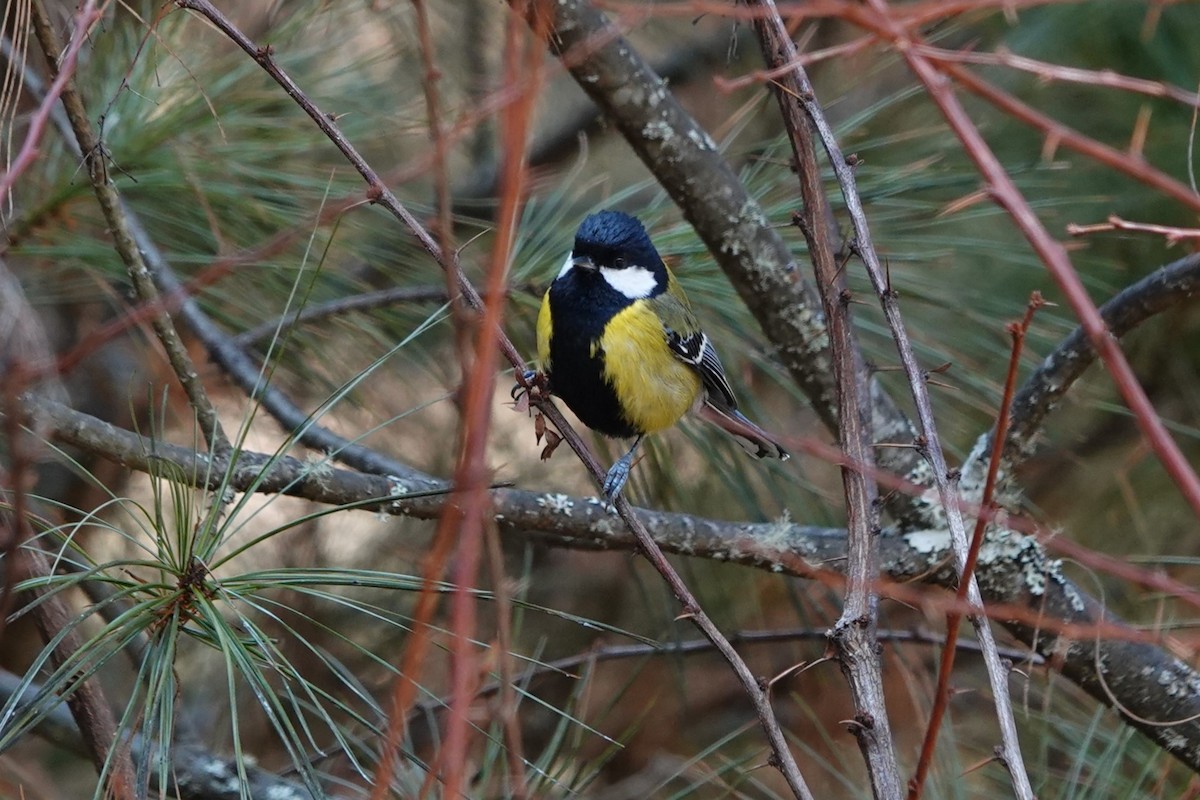 Green-backed Tit - ML622039240