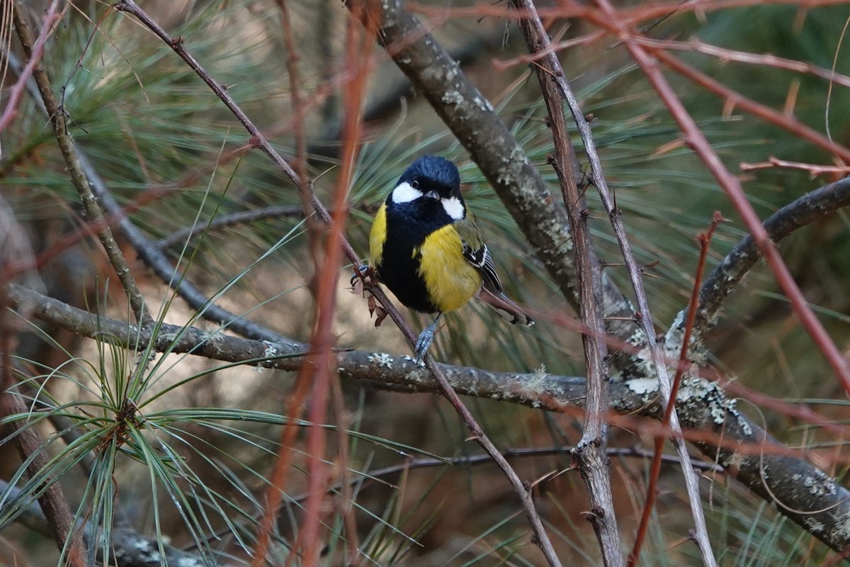 Green-backed Tit - ML622039242