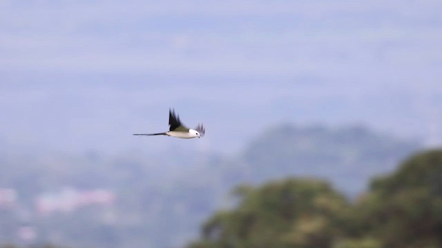 Swallow-tailed Kite - ML622039260
