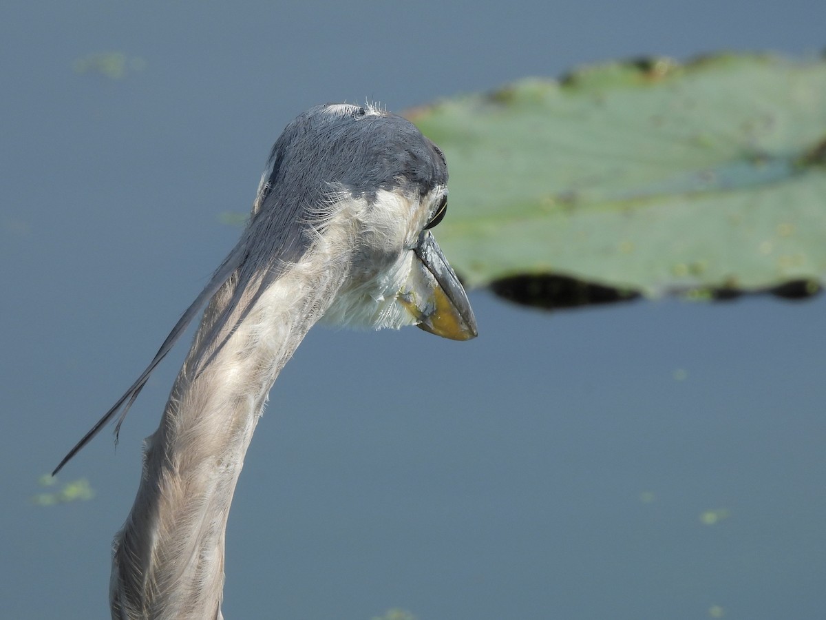 Great Blue Heron - ML622039262