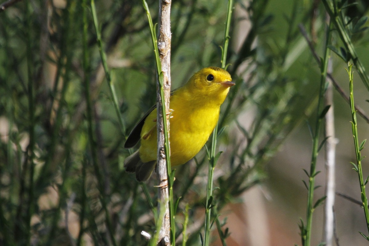 Wilson's Warbler - ML622039281