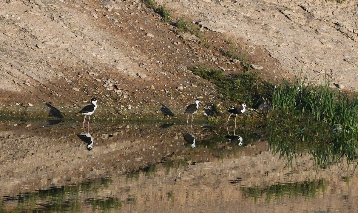 Black-necked Stilt (Black-necked) - ML622039322