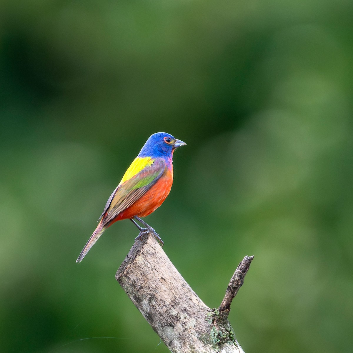 Painted Bunting - ML622039339