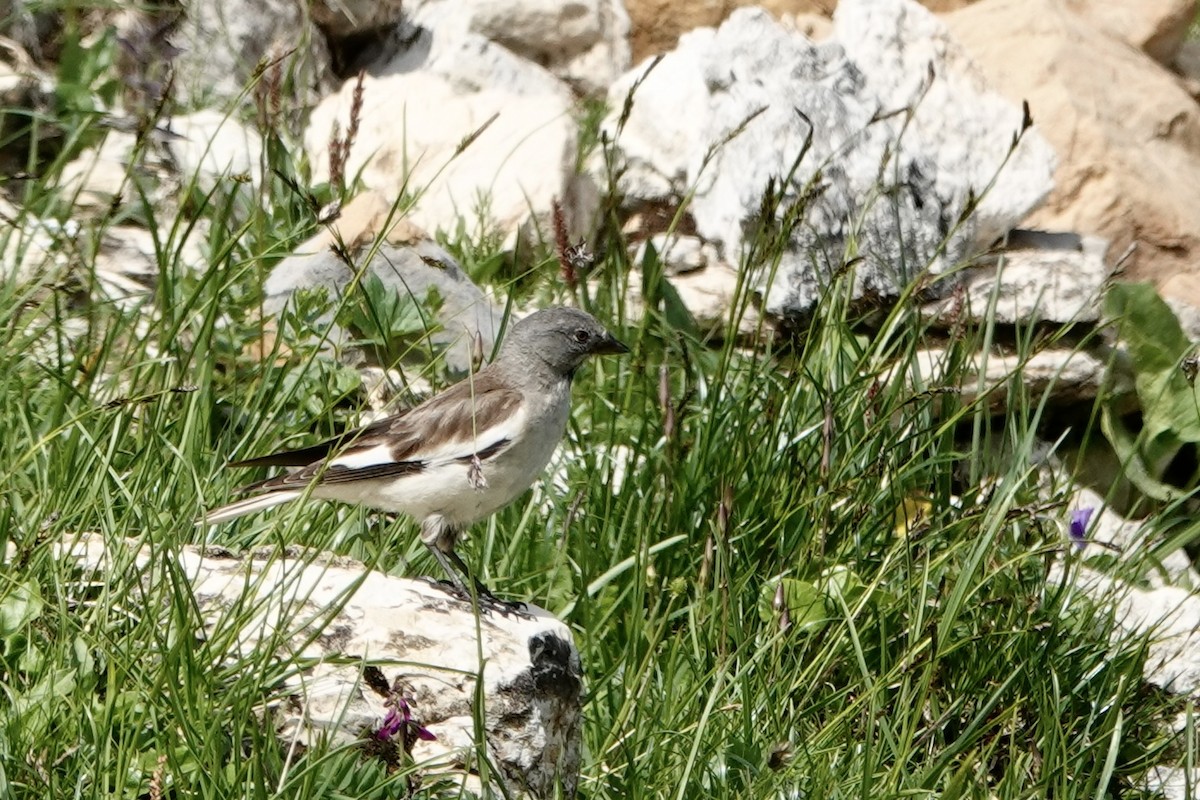 White-winged Snowfinch - Daniel Winzeler