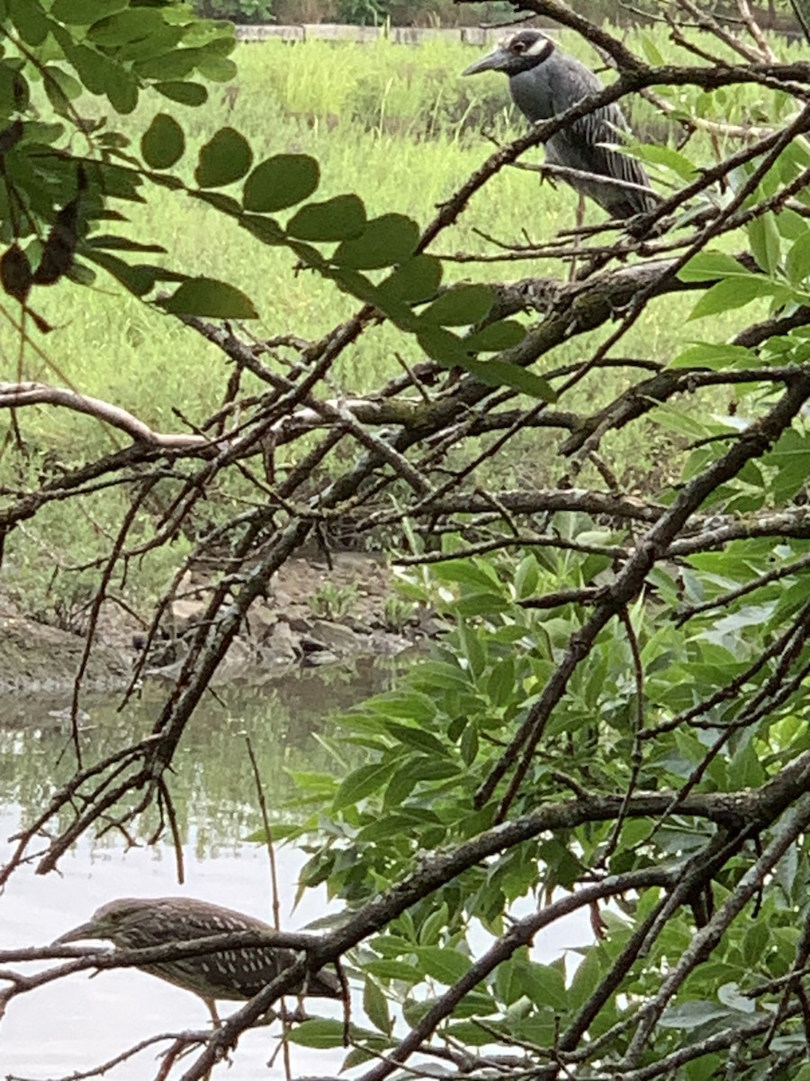 Yellow-crowned Night Heron - ML622039409