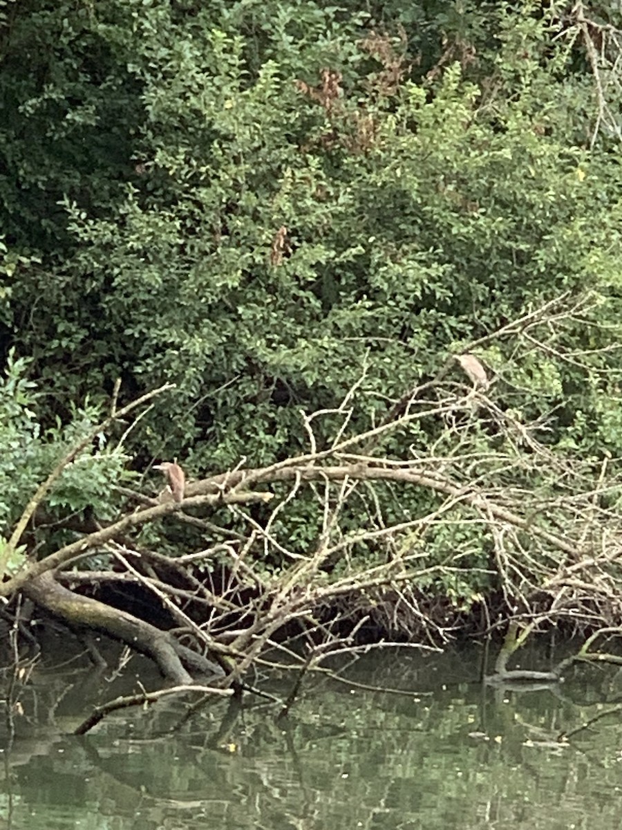 Yellow-crowned Night Heron - ML622039410