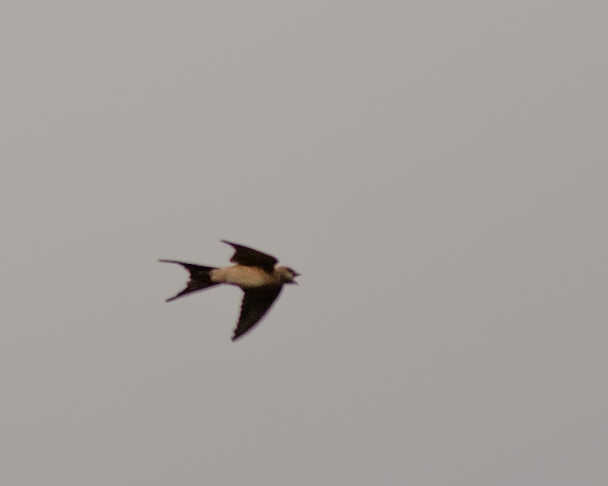 Red-rumped Swallow - ML622039444
