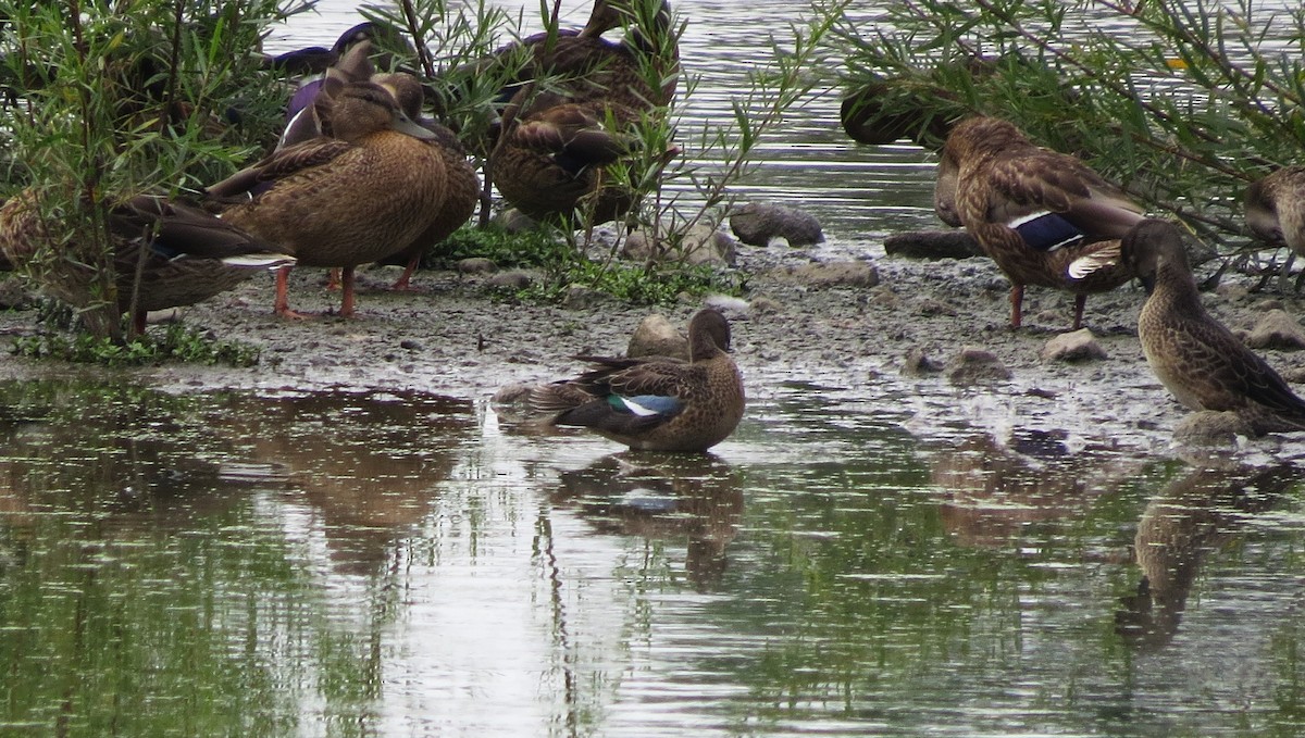 Blue-winged Teal - ML622039458