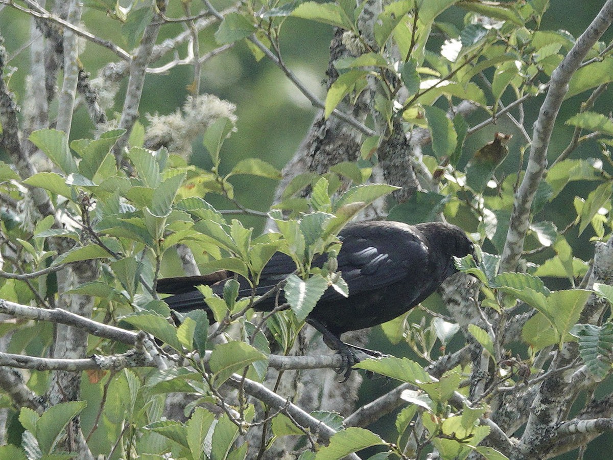 American Crow - ML622039564