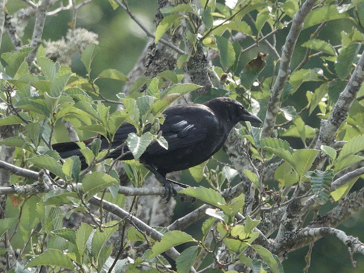 American Crow - ML622039565