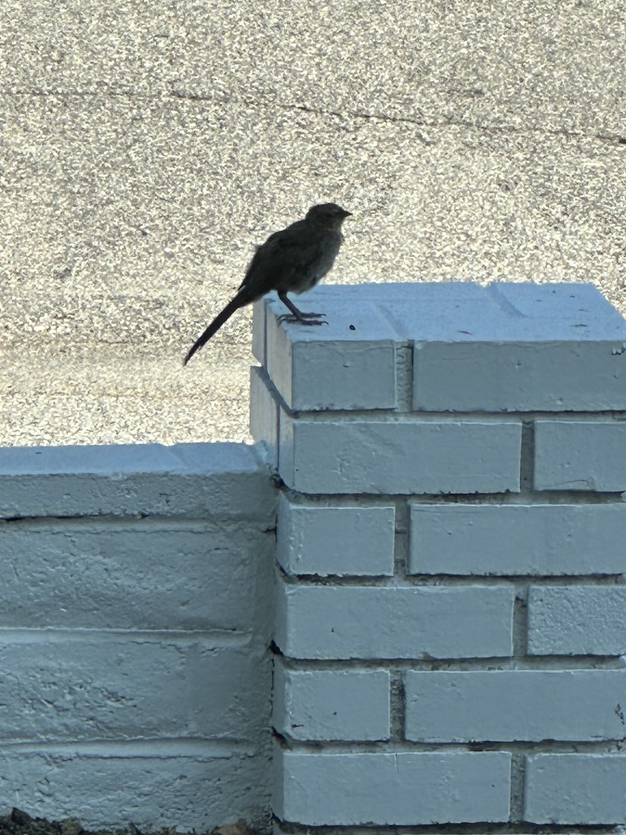 Tohi de Californie - ML622039600