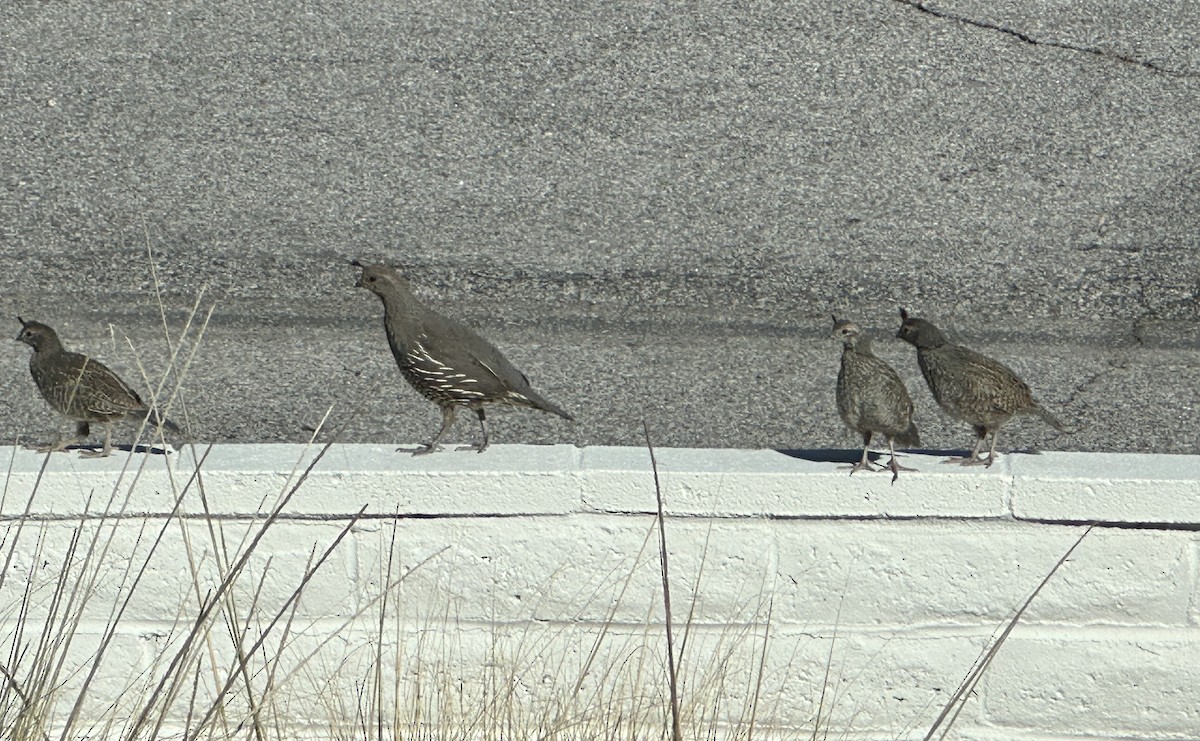 Colin de Californie - ML622039611