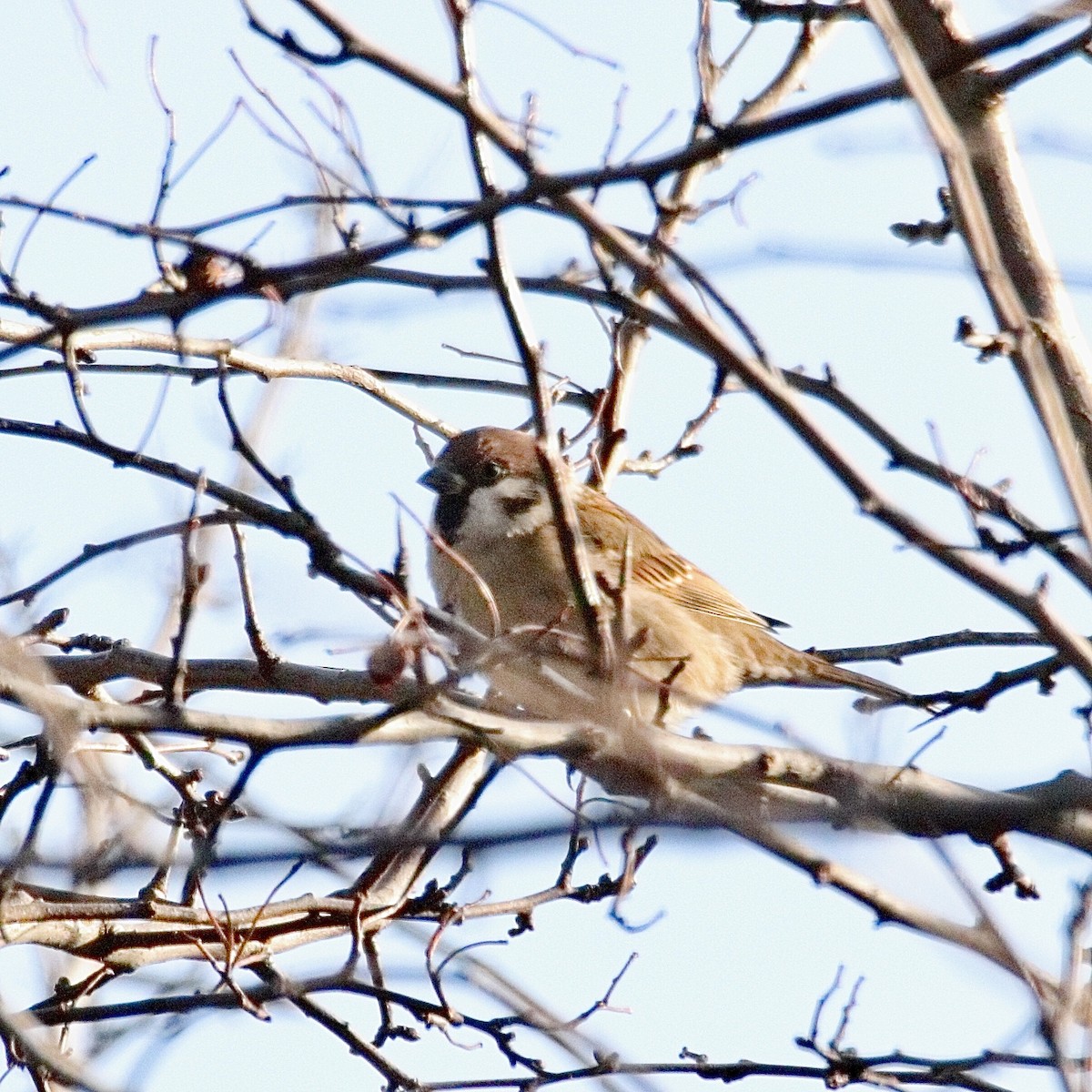 Eurasian Tree Sparrow - ML622039648