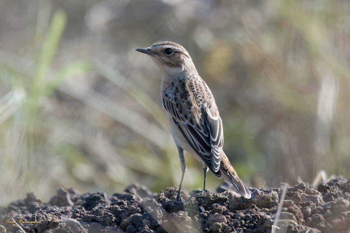 Whinchat - ML622039651