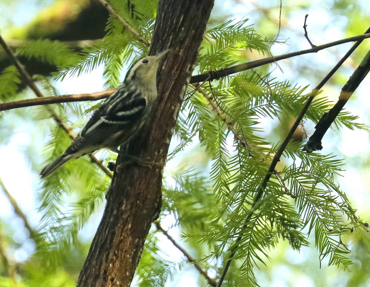 Black-and-white Warbler - ML622039669