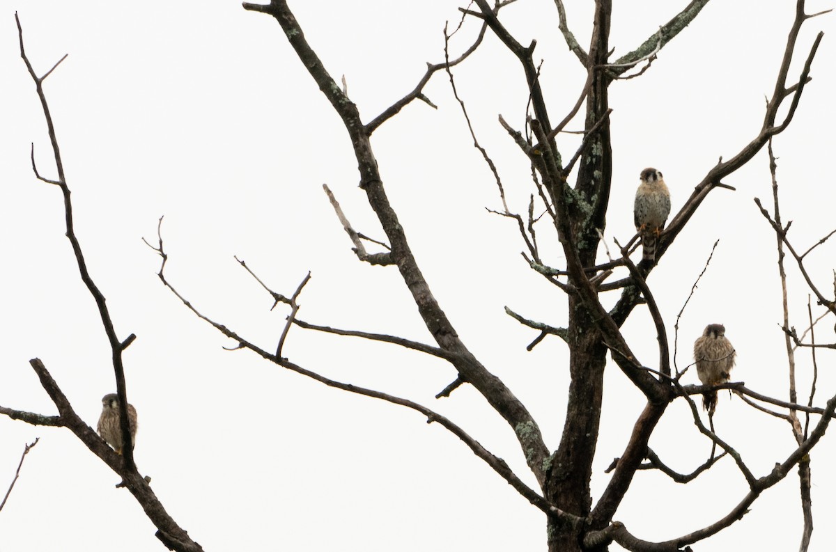 American Kestrel - ML622039711