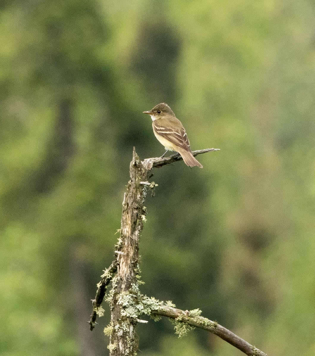 Alder Flycatcher - Francois Dubois