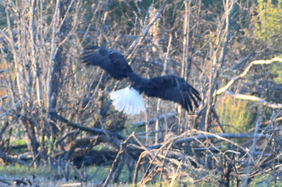 Bald Eagle - Tser Supalla