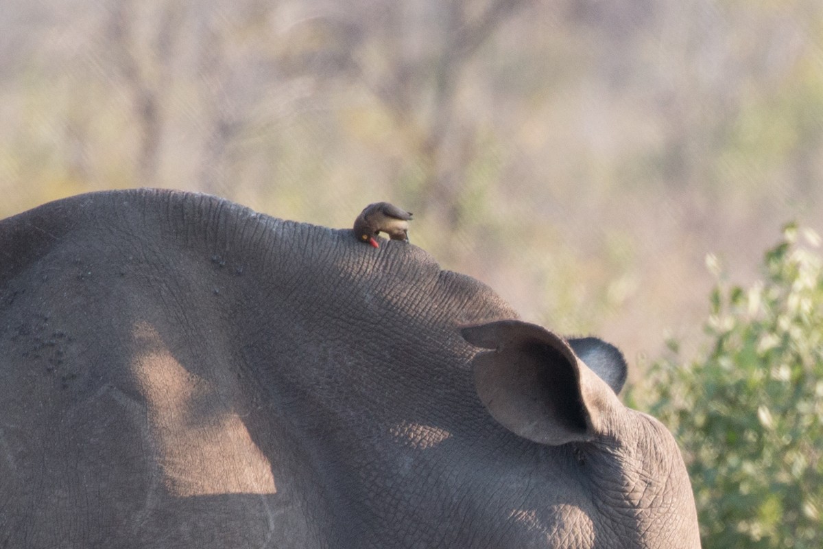 Red-billed Oxpecker - ML622039885