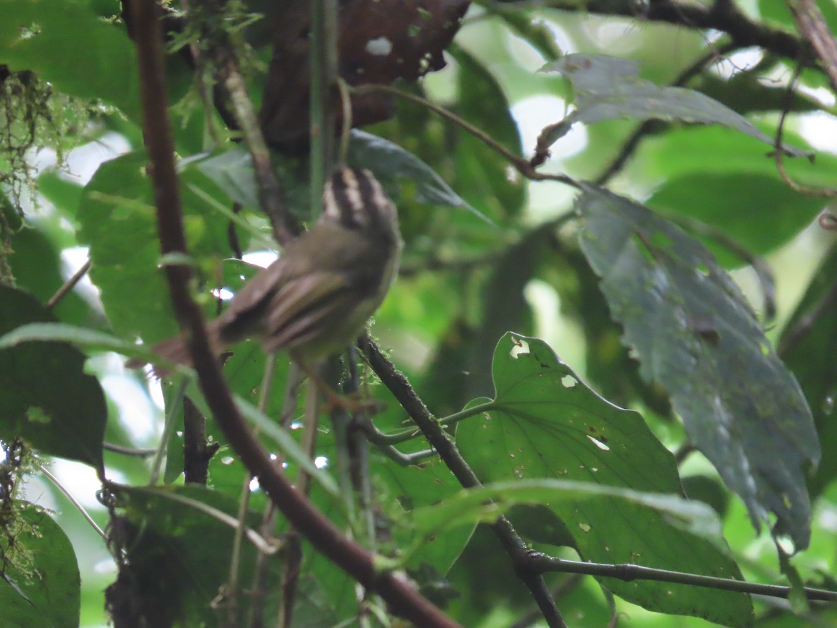 Costa Rican Warbler - ML622039963
