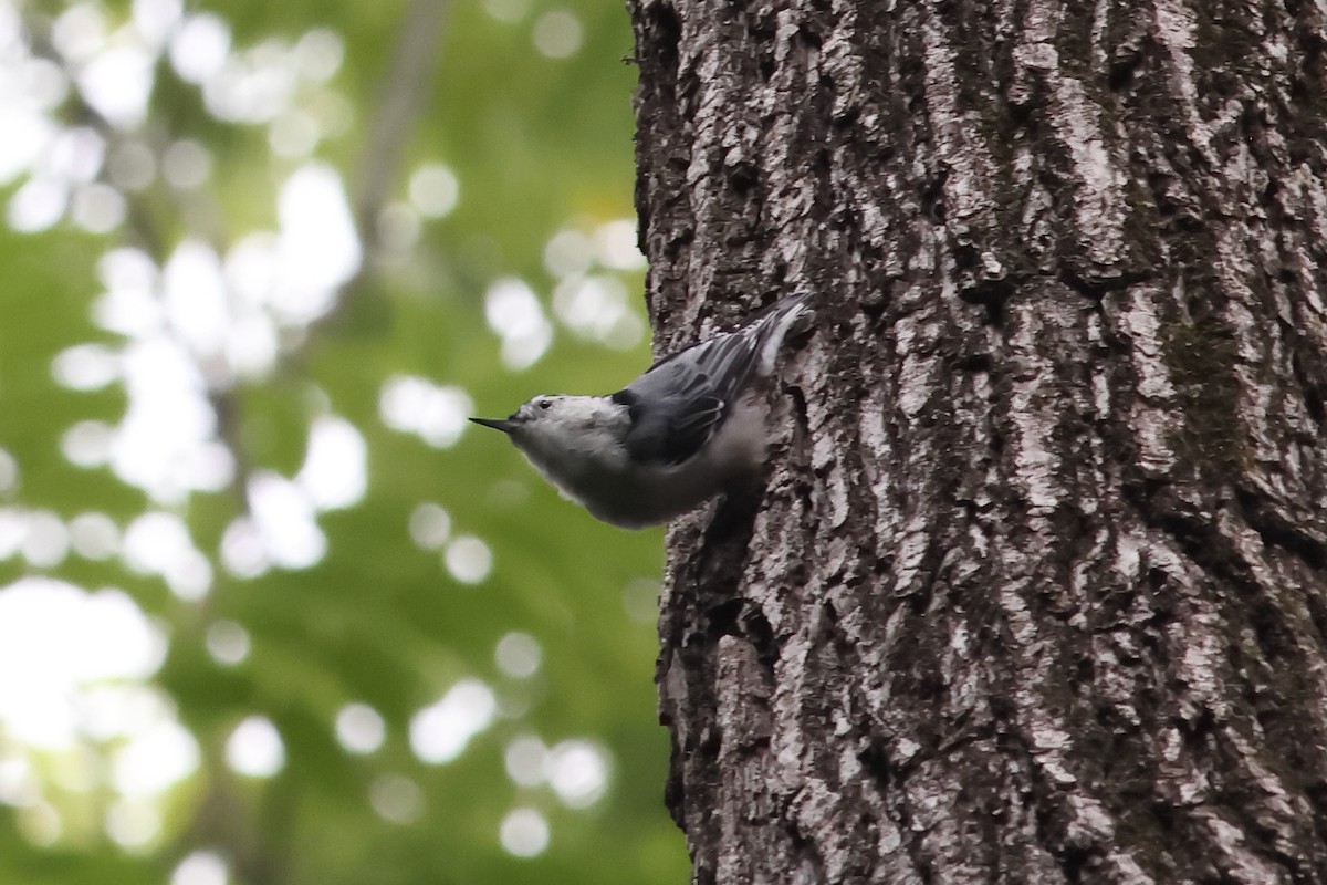 White-breasted Nuthatch - ML622039964