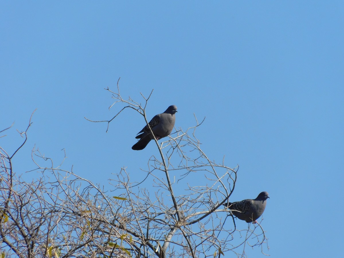 Spot-winged Pigeon - ML622039972