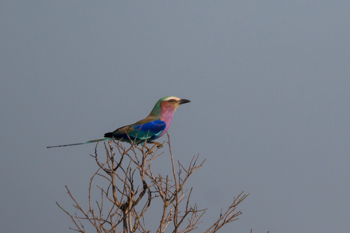 Lilac-breasted Roller - ML622039977