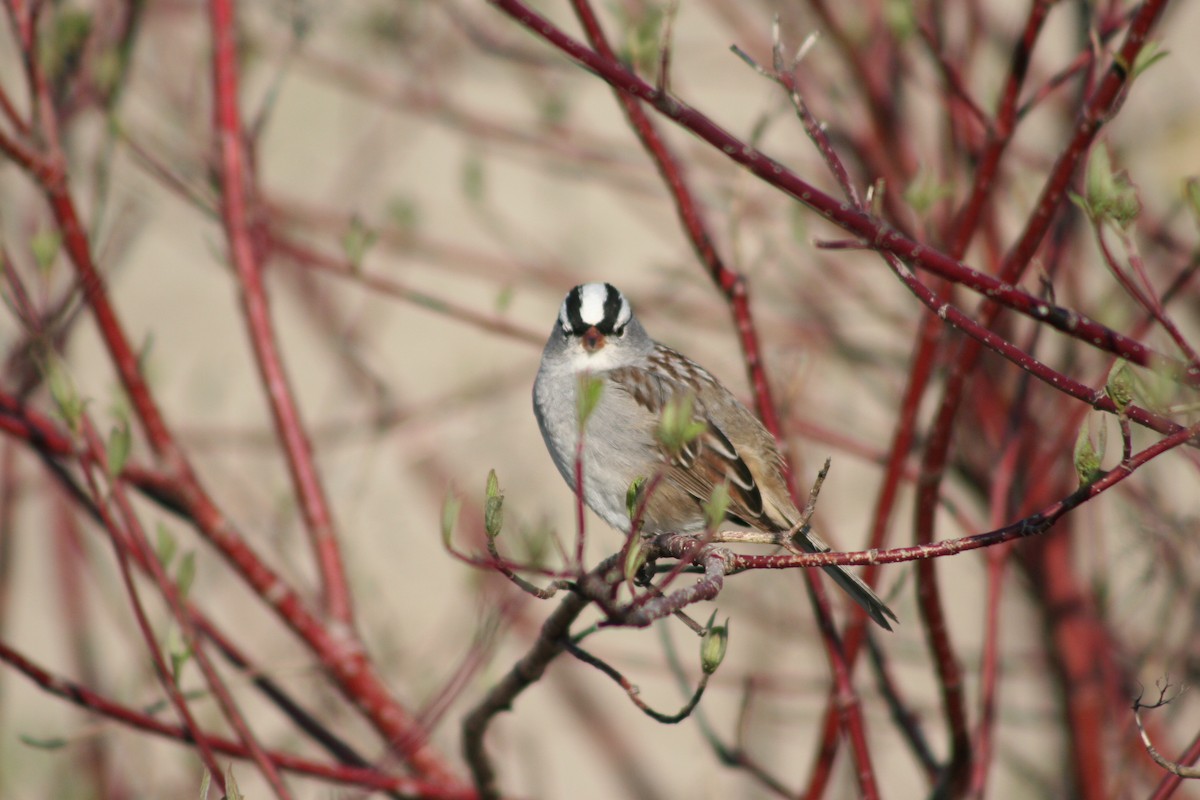 White-crowned Sparrow - ML622040003