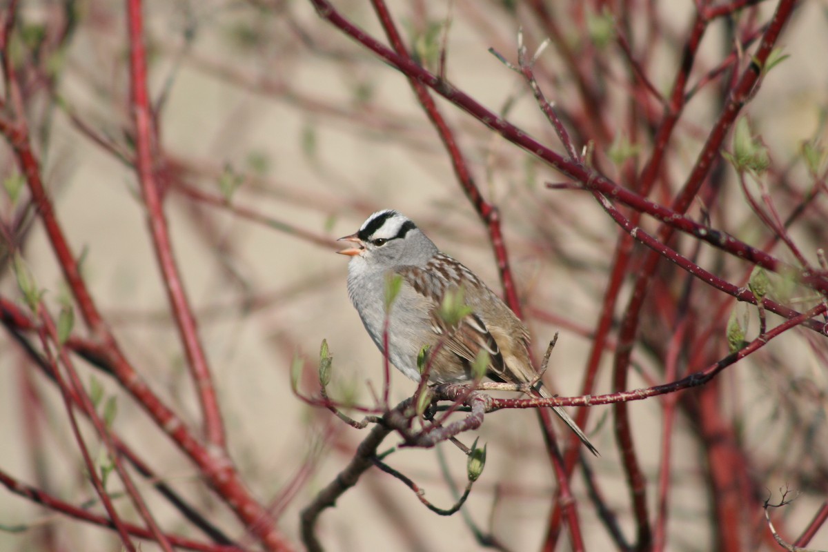 White-crowned Sparrow - ML622040008