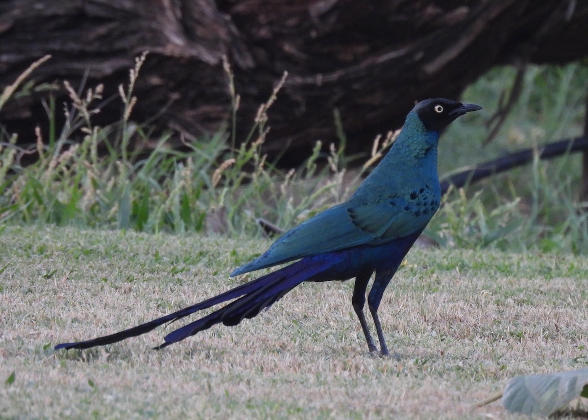 Long-tailed Glossy Starling - ML622040025