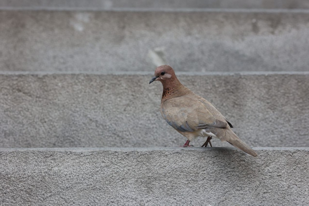 Laughing Dove - ML622040035