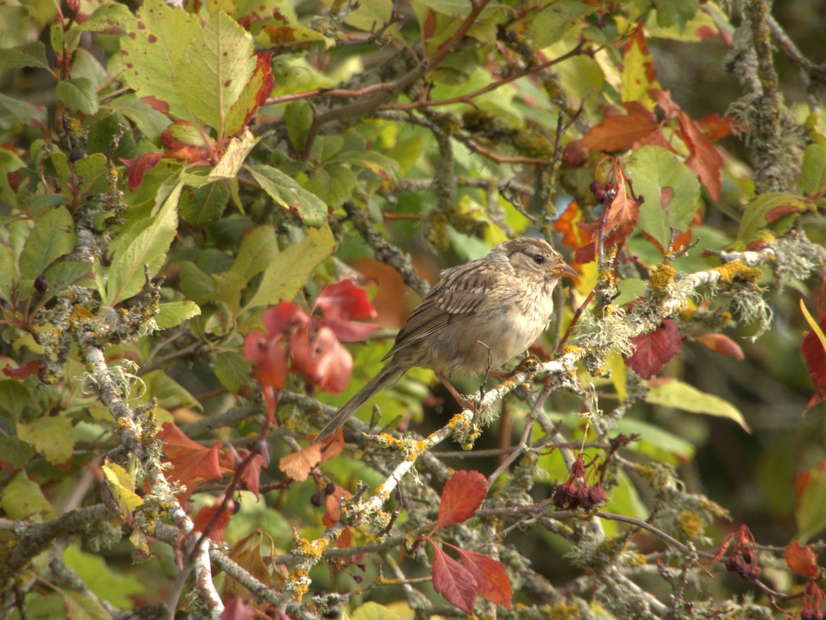 White-crowned Sparrow - ML622040040