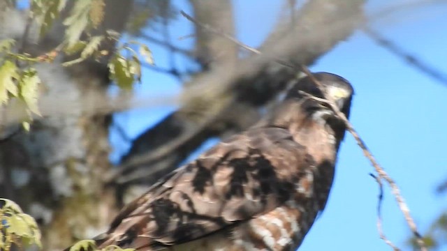 Broad-winged Hawk - ML622040047