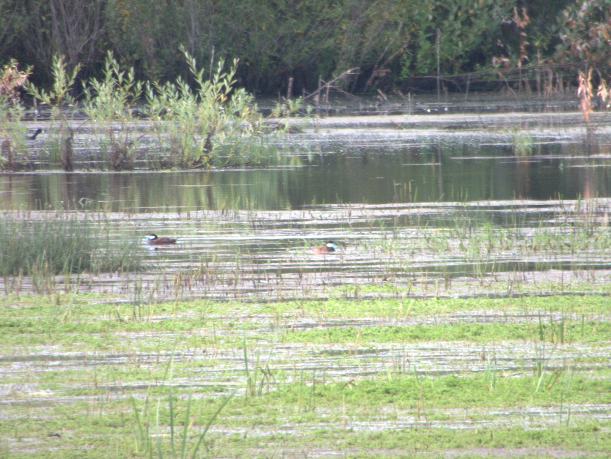 Ruddy Duck - ML622040048