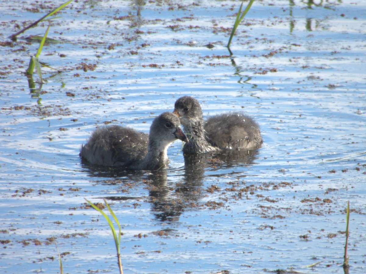 American Coot - ML622040104