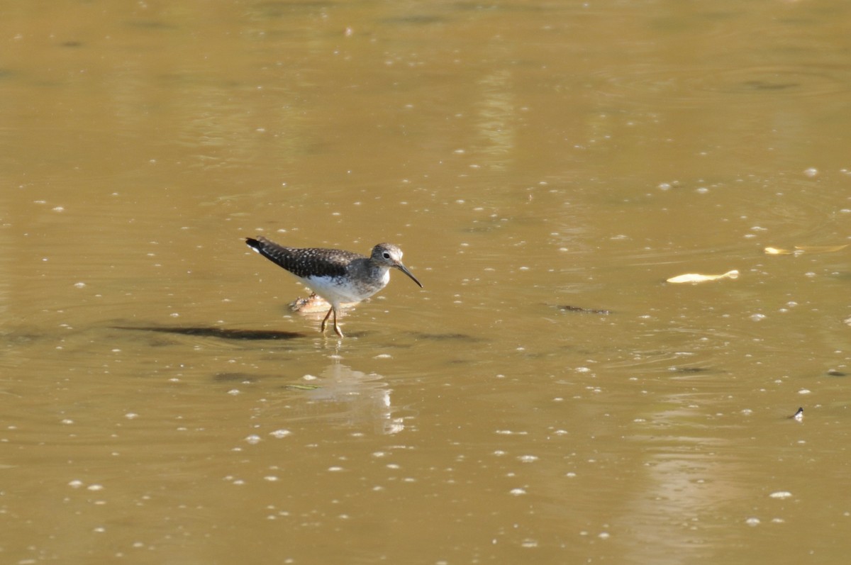 Lesser Yellowlegs - ML622040123