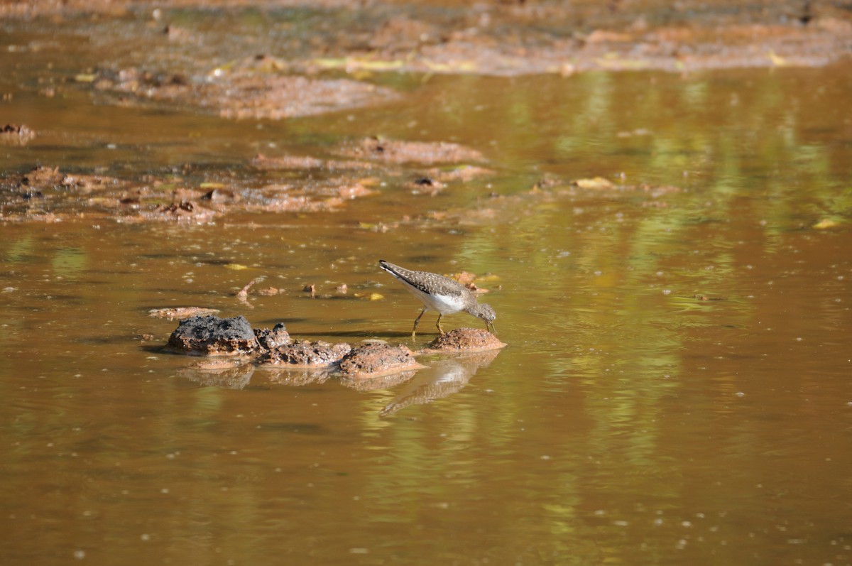 Lesser Yellowlegs - ML622040124