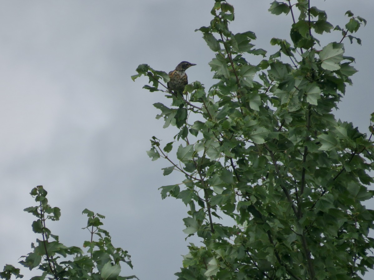 American Robin - ML622040132