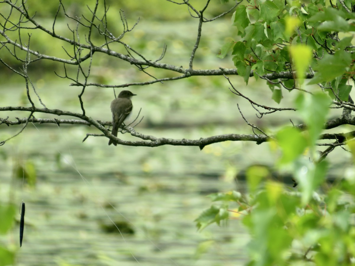 Eastern Phoebe - ML622040144