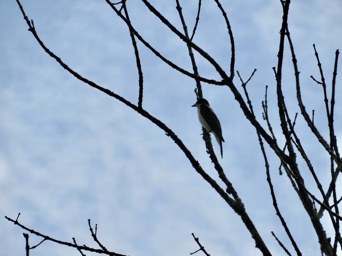 Eastern Kingbird - ML622040149