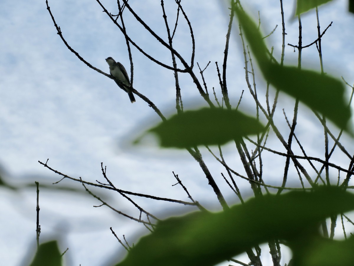 Eastern Kingbird - ML622040151