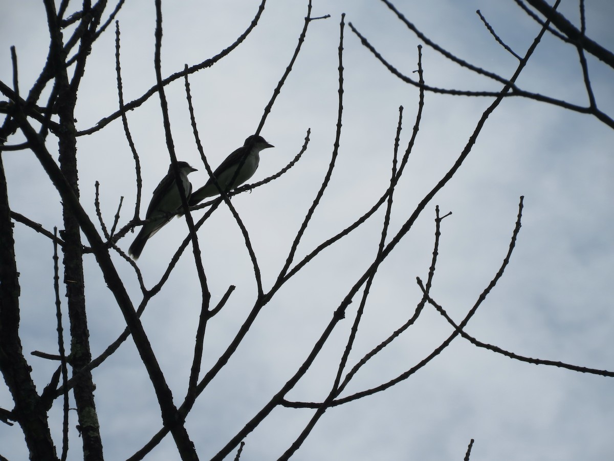 Eastern Kingbird - ML622040154