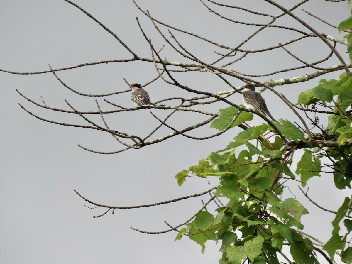 Eastern Kingbird - ML622040158