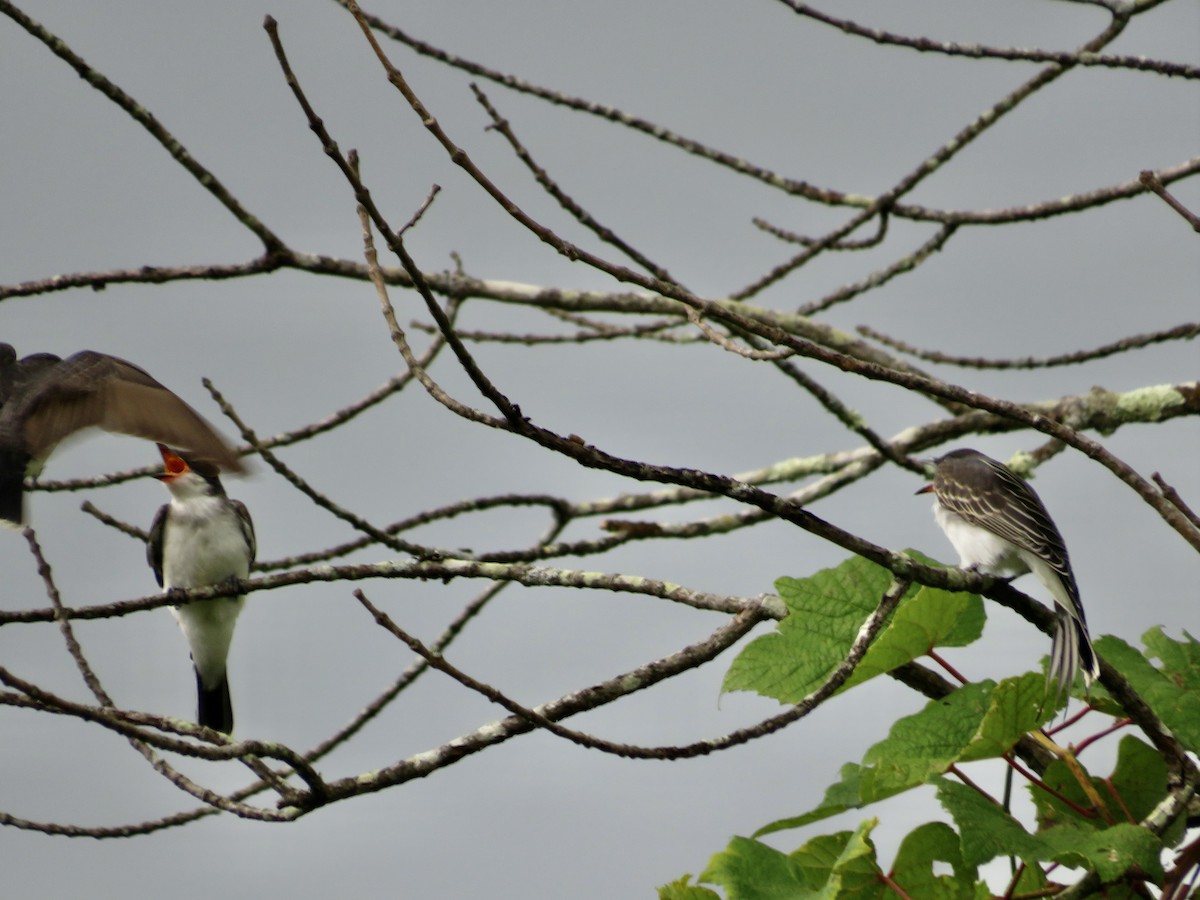 Eastern Kingbird - ML622040171