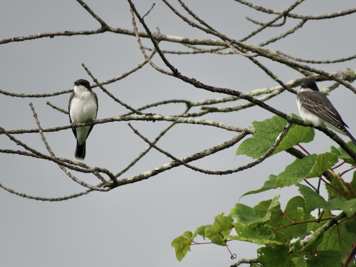 Eastern Kingbird - ML622040174